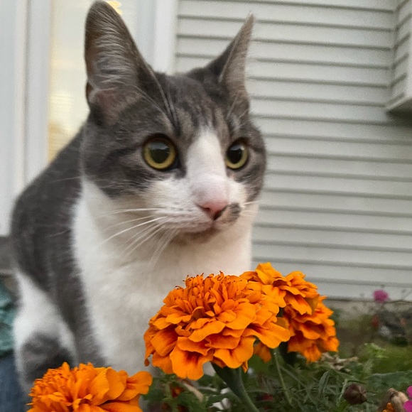 Meet your Posher, Amber - Picture 4 of 4